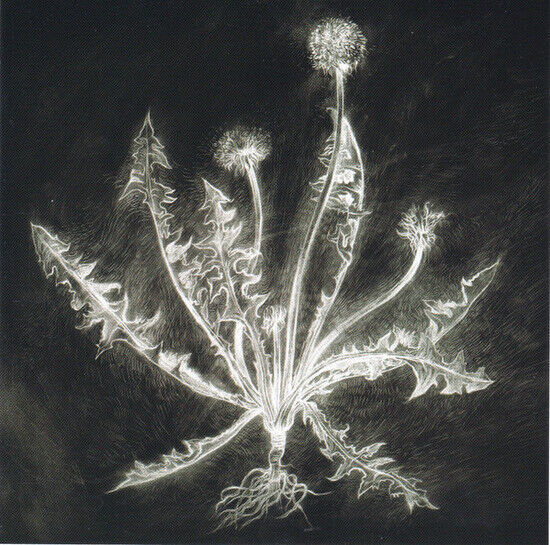 Tuma, Scott - Dandelion