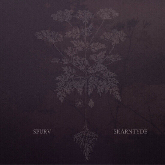 Spurv - Skarntyde